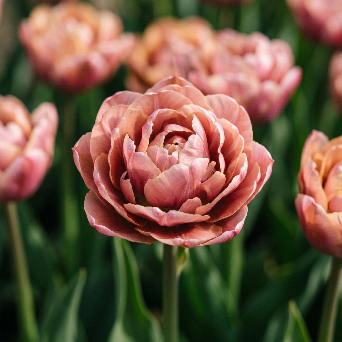Tulppaani 'La Belle Epoque'