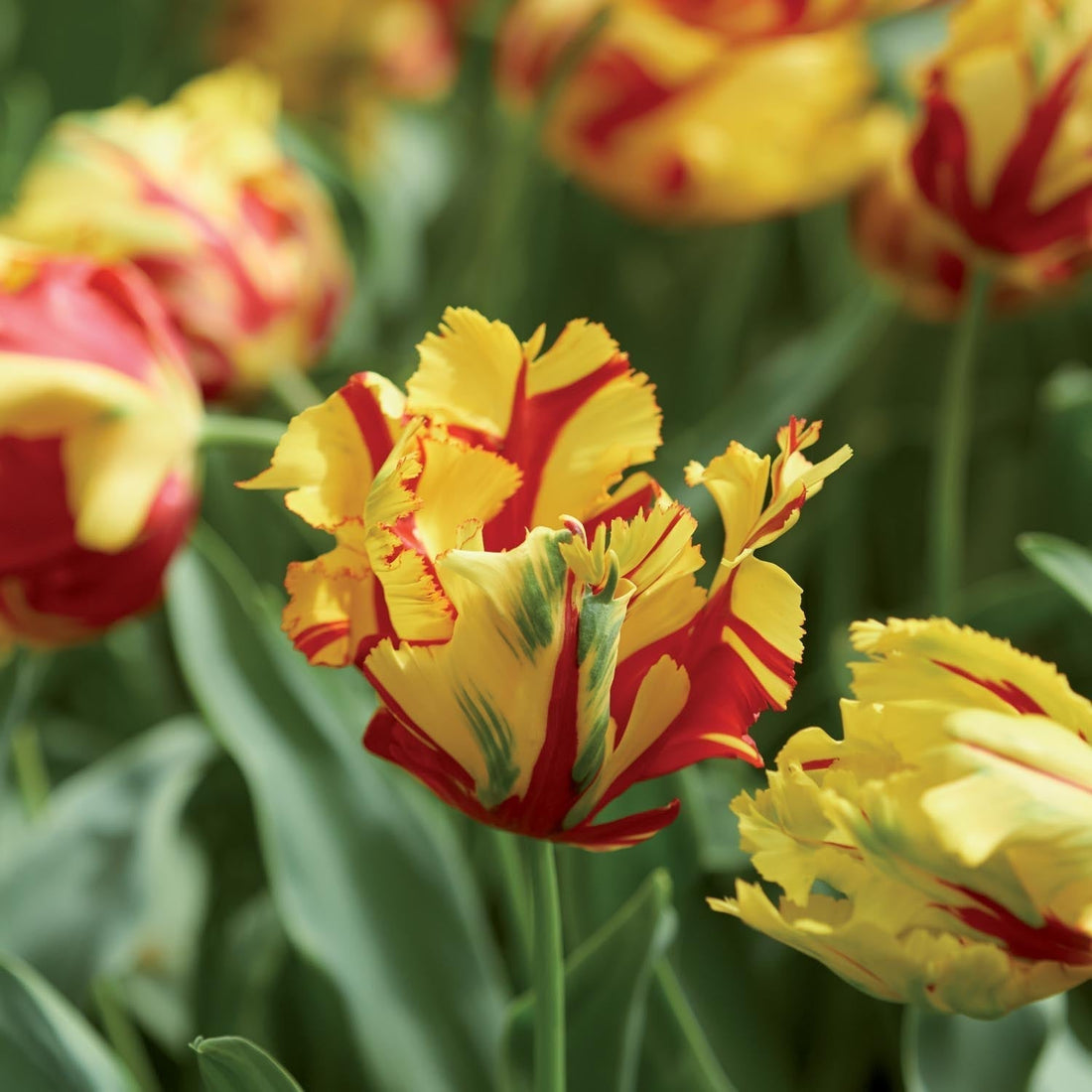 Tulppaani 'La Courtine Parrot'