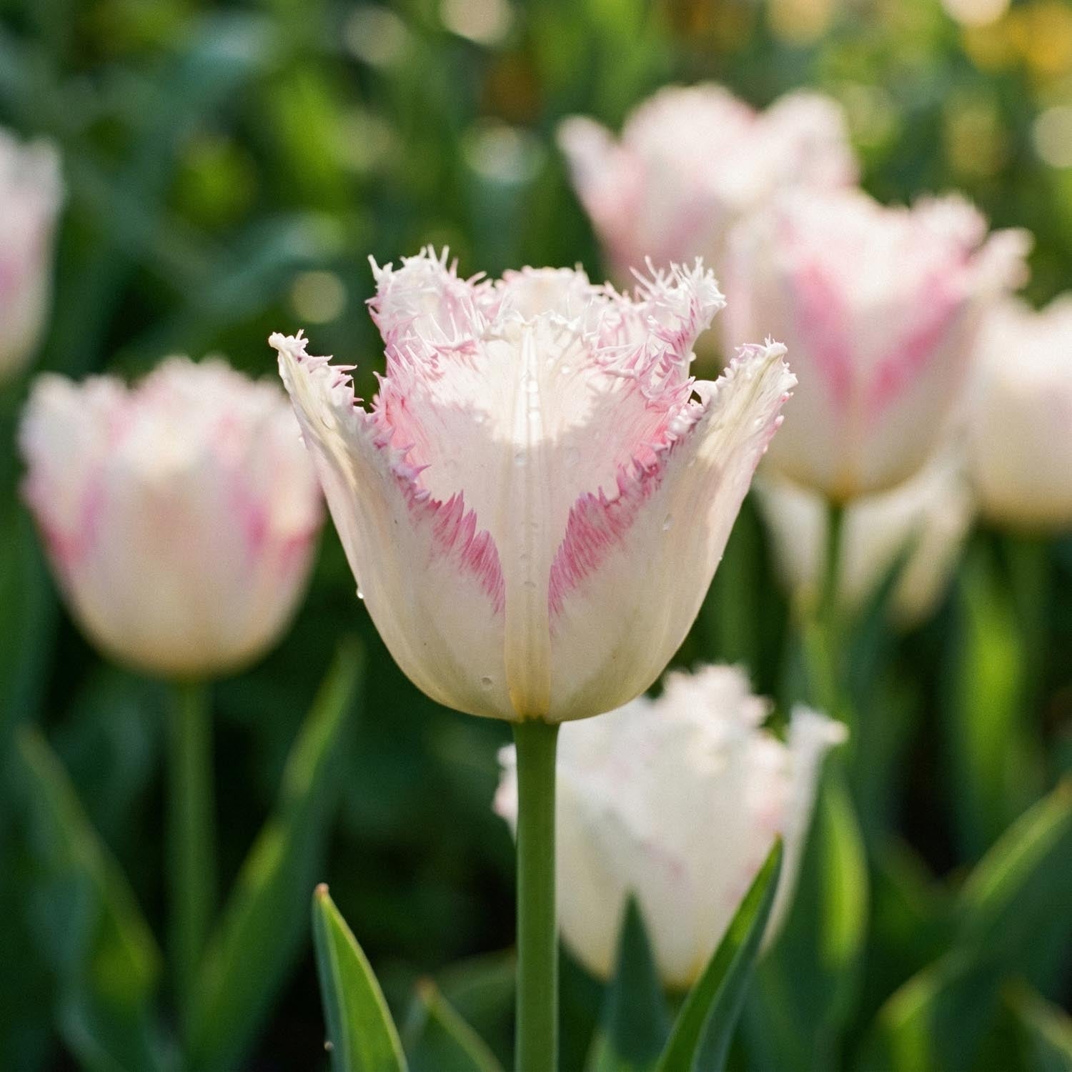 Tulppaani 'Lady Smile'
