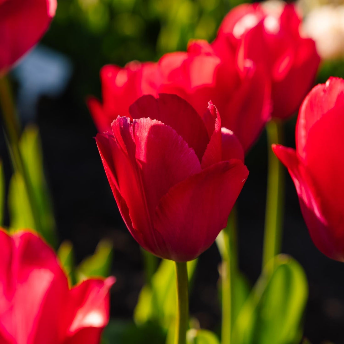 Tulppaani 'Lady van Eijk'