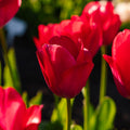 Tulppaani 'Lady van Eijk'