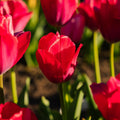 Tulppaani 'Lady van Eijk'