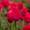 Tulppaani 'Lady van Eijk'