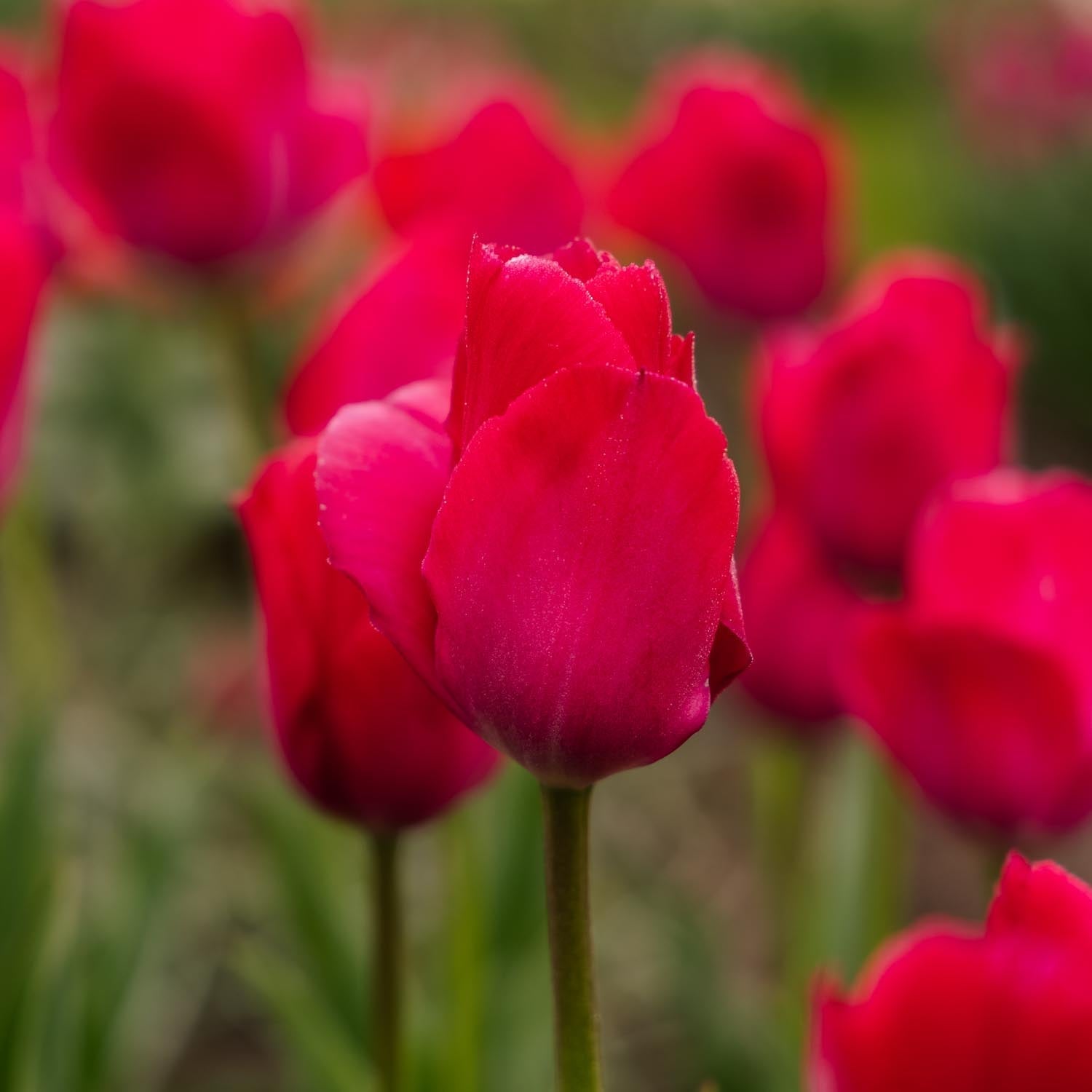 Tulppaani 'Lady van Eijk'