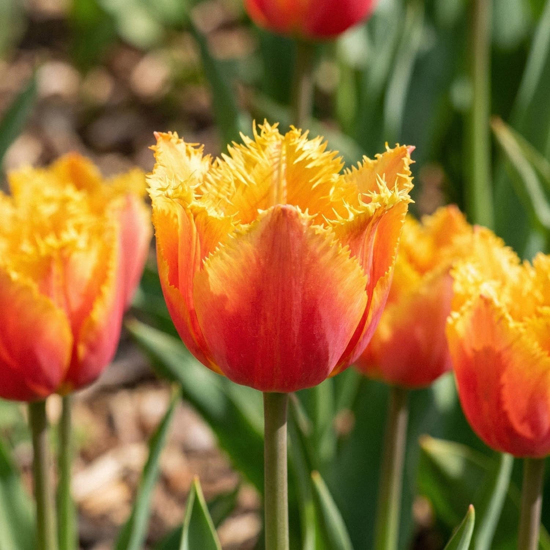 Tulppaani 'Lambada'