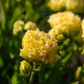 Tulppaani 'Lemon Shoot'