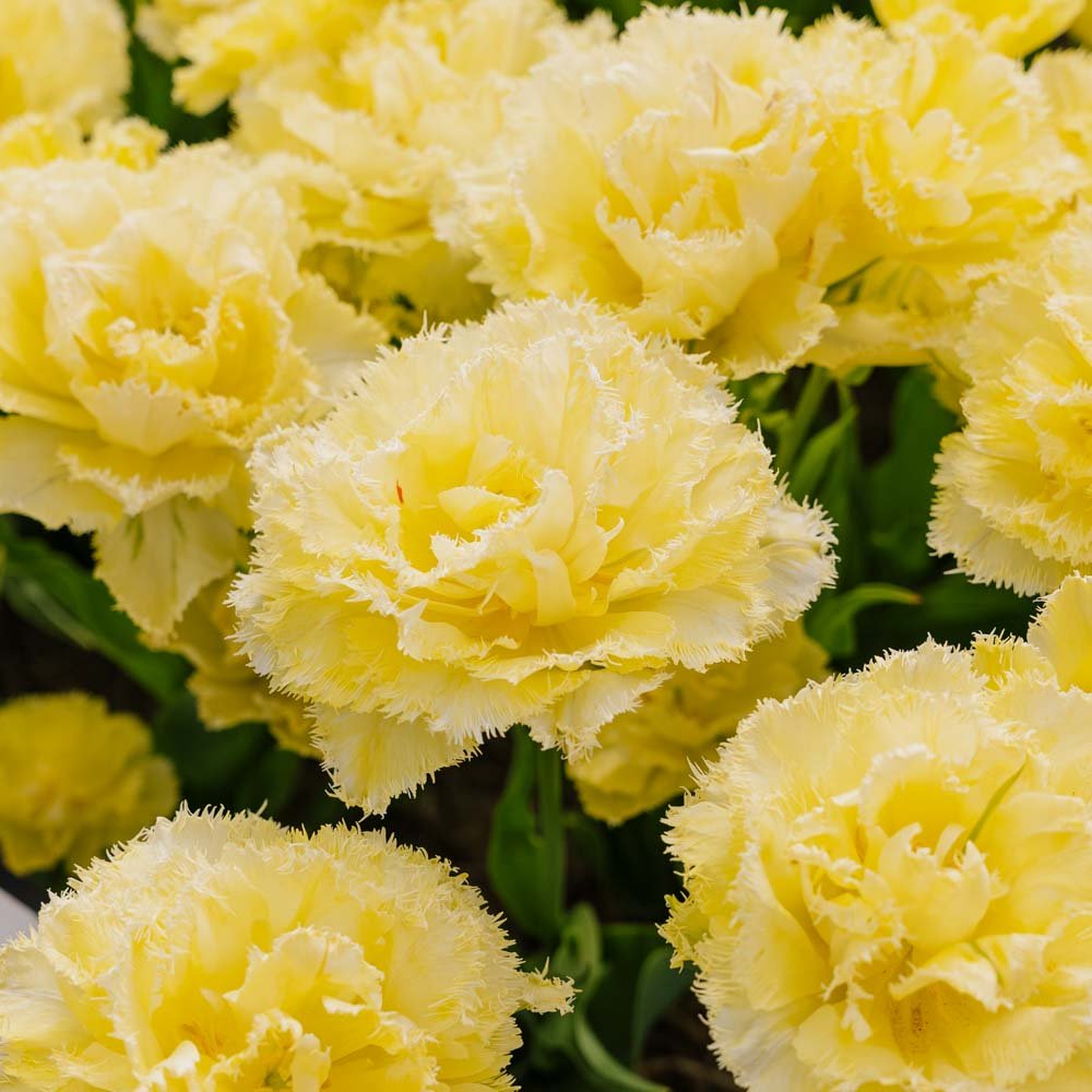 Tulppaani 'Lemon Shoot'