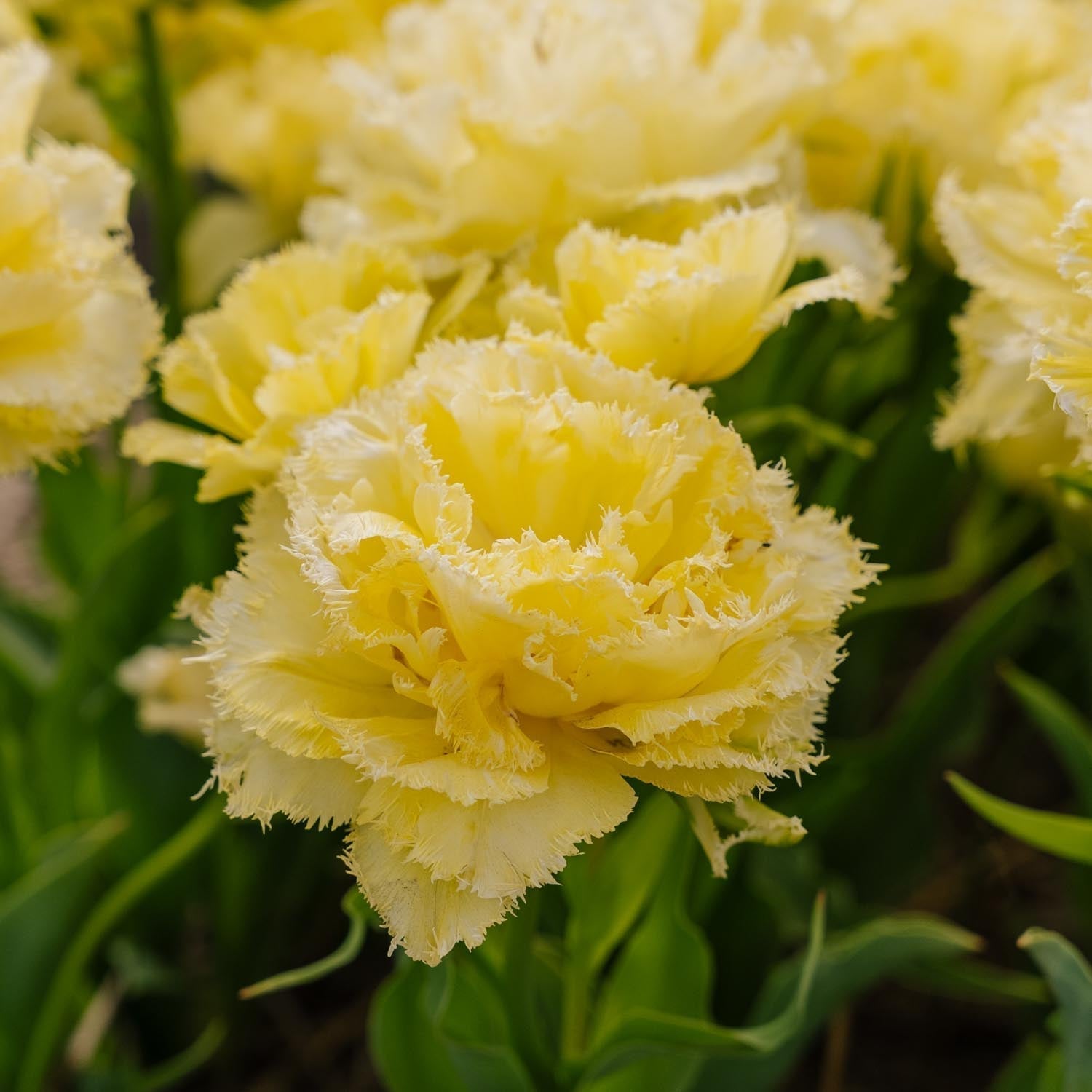 Tulppaani 'Lemon Shoot'