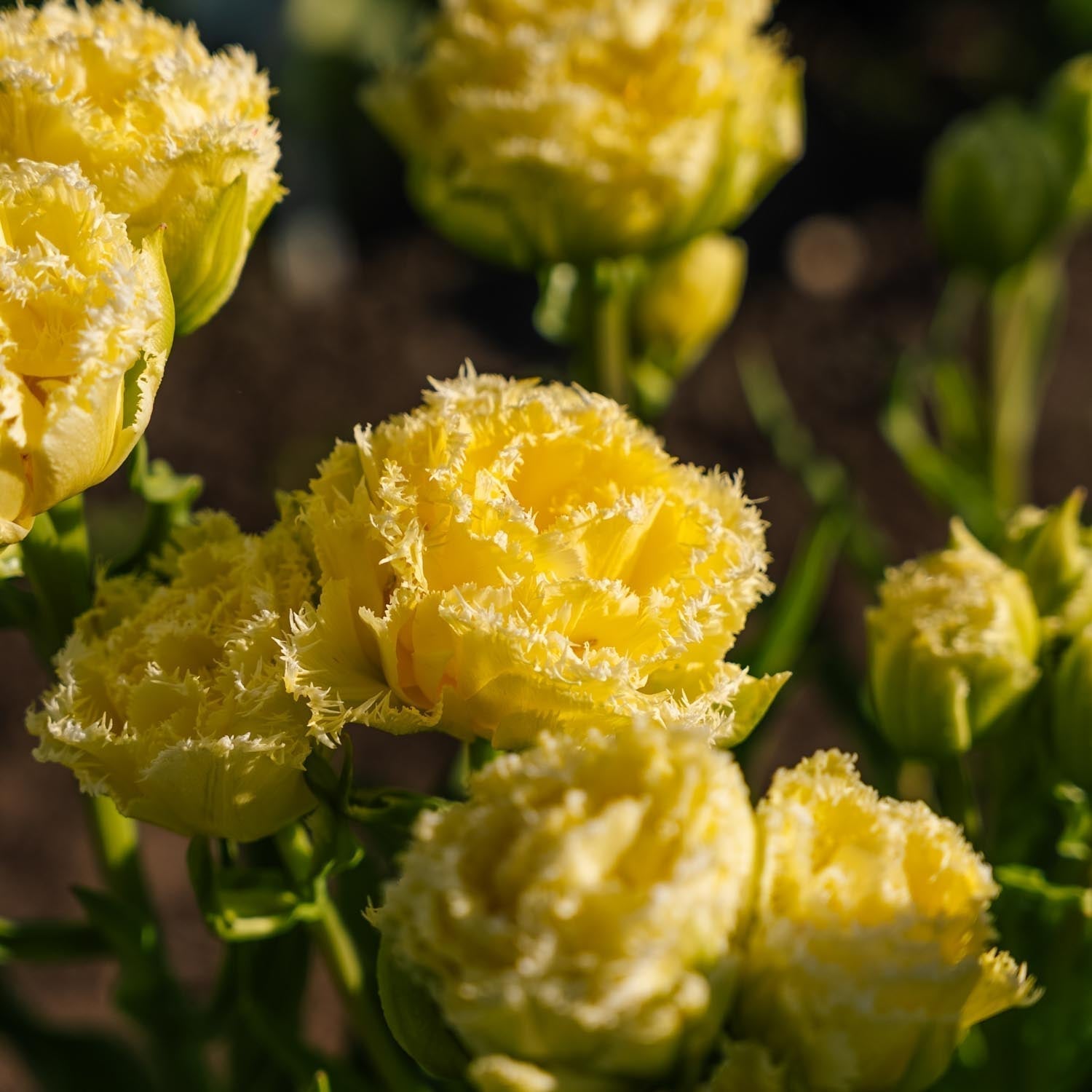 Tulppaani 'Lemon Shoot'