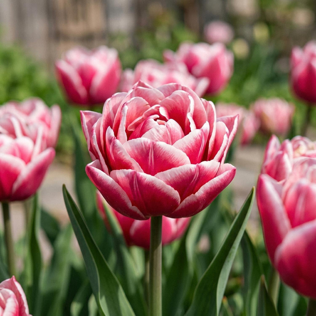 Tulppaani 'Let's Dance'