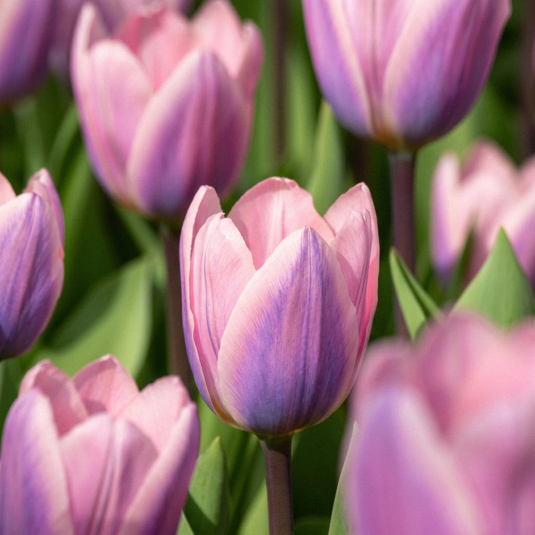 Tulppaani 'Light And Dreamy'