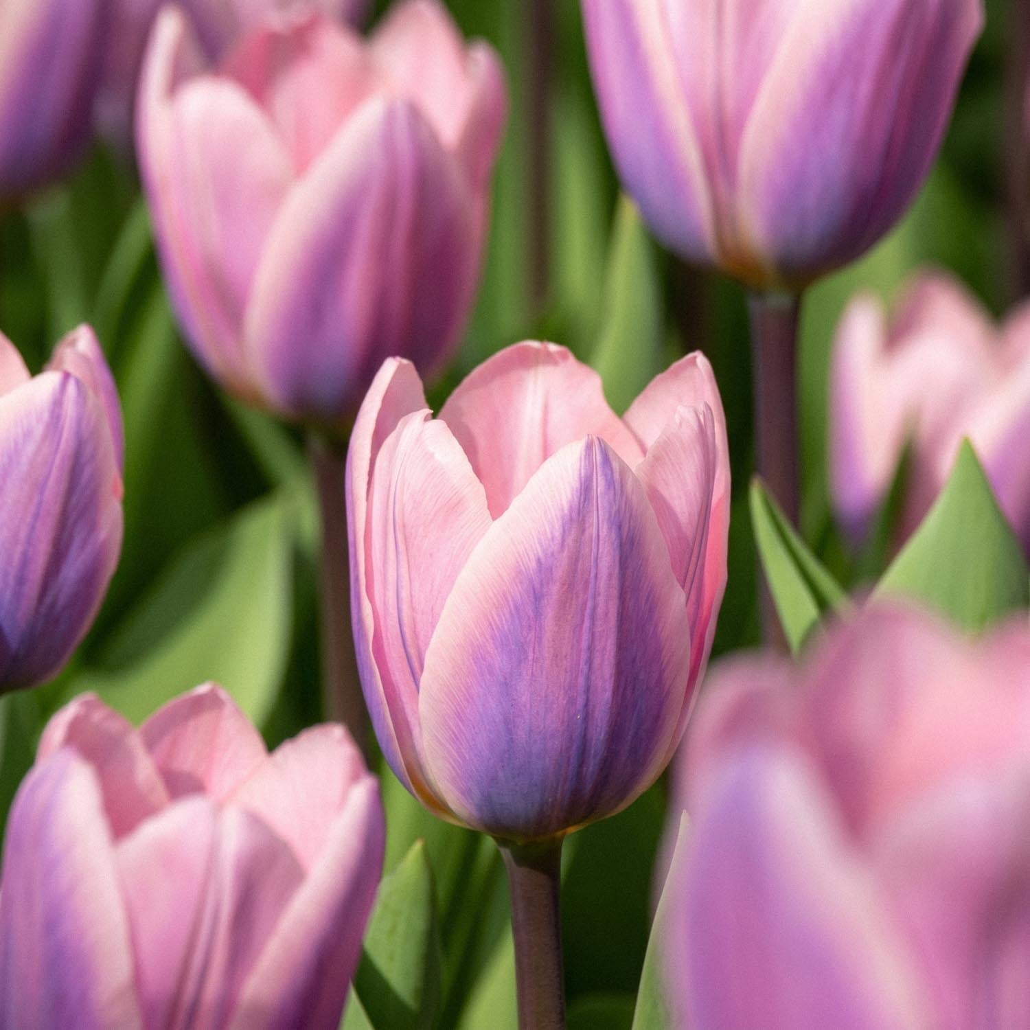 Tulppaani 'Light And Dreamy'