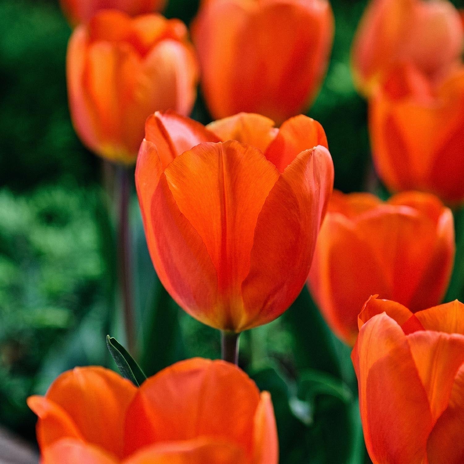 Tulppaani 'Lightning Sun'