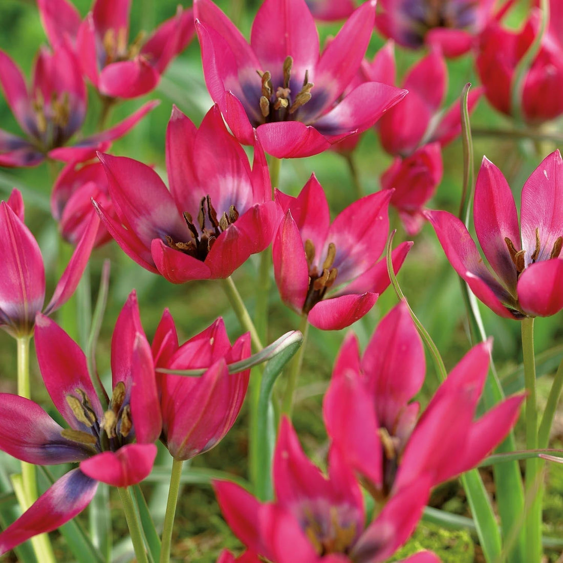 Tulppaani 'Little Beauty'