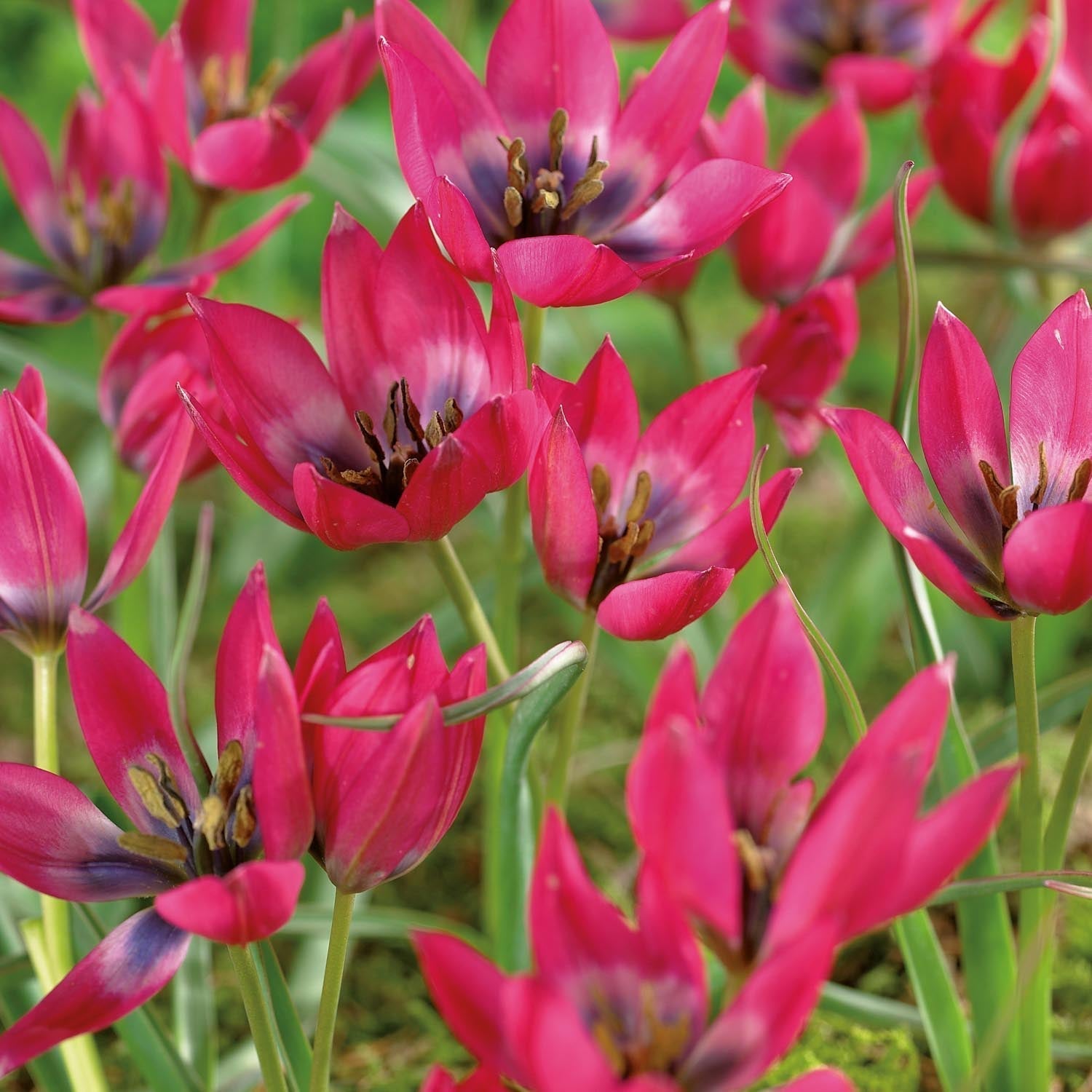 Tulppaani 'Little Beauty'