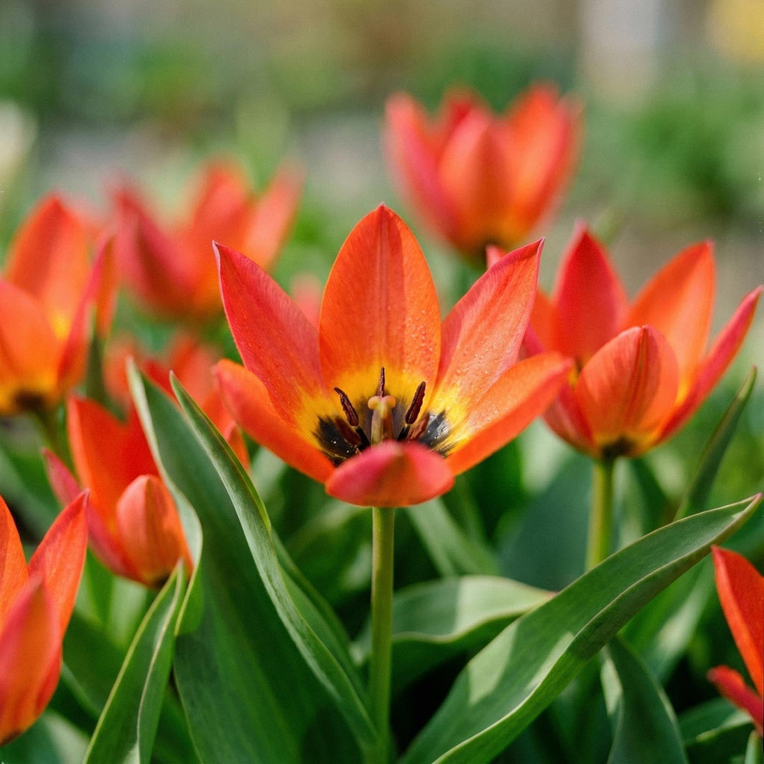 Tulppaani 'Little Princess'