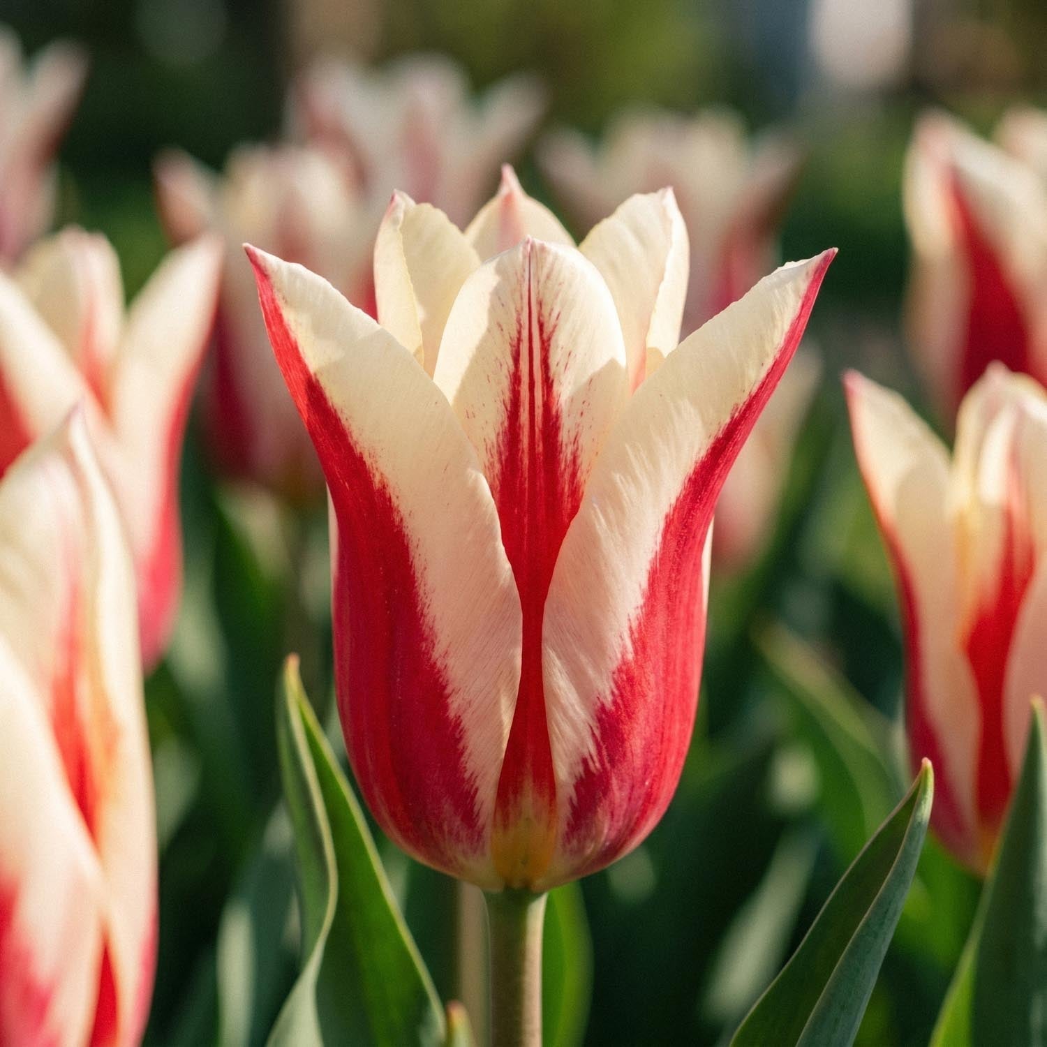 Tulppaani 'Marilyn'