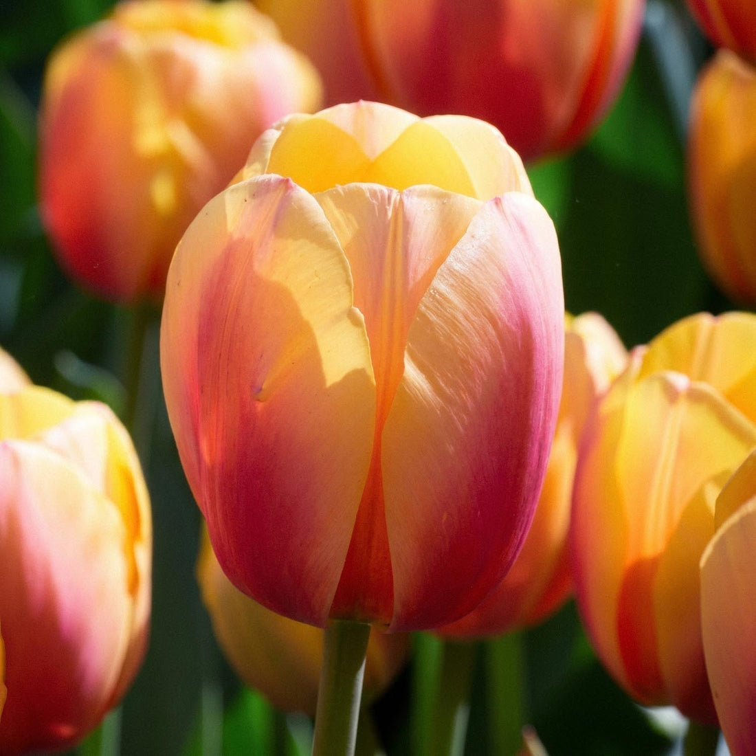 Tulppaani 'Marit'