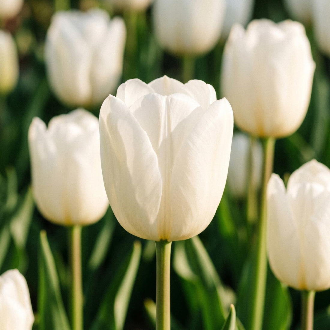 Tulppaani 'Maureen'