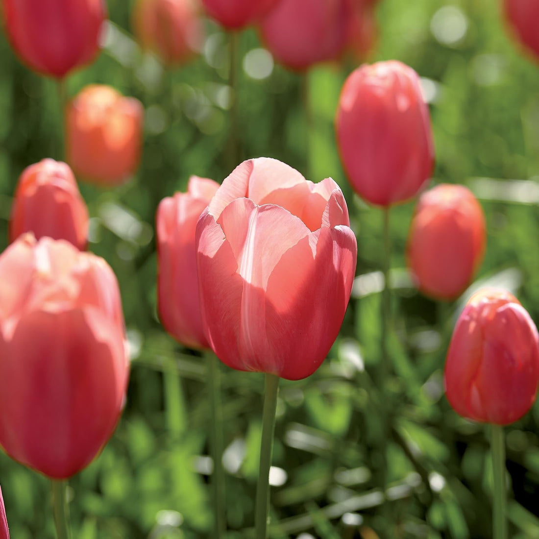 Tulppaani 'Menton'