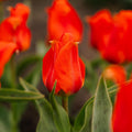 Tulppaani 'Mira Mare'