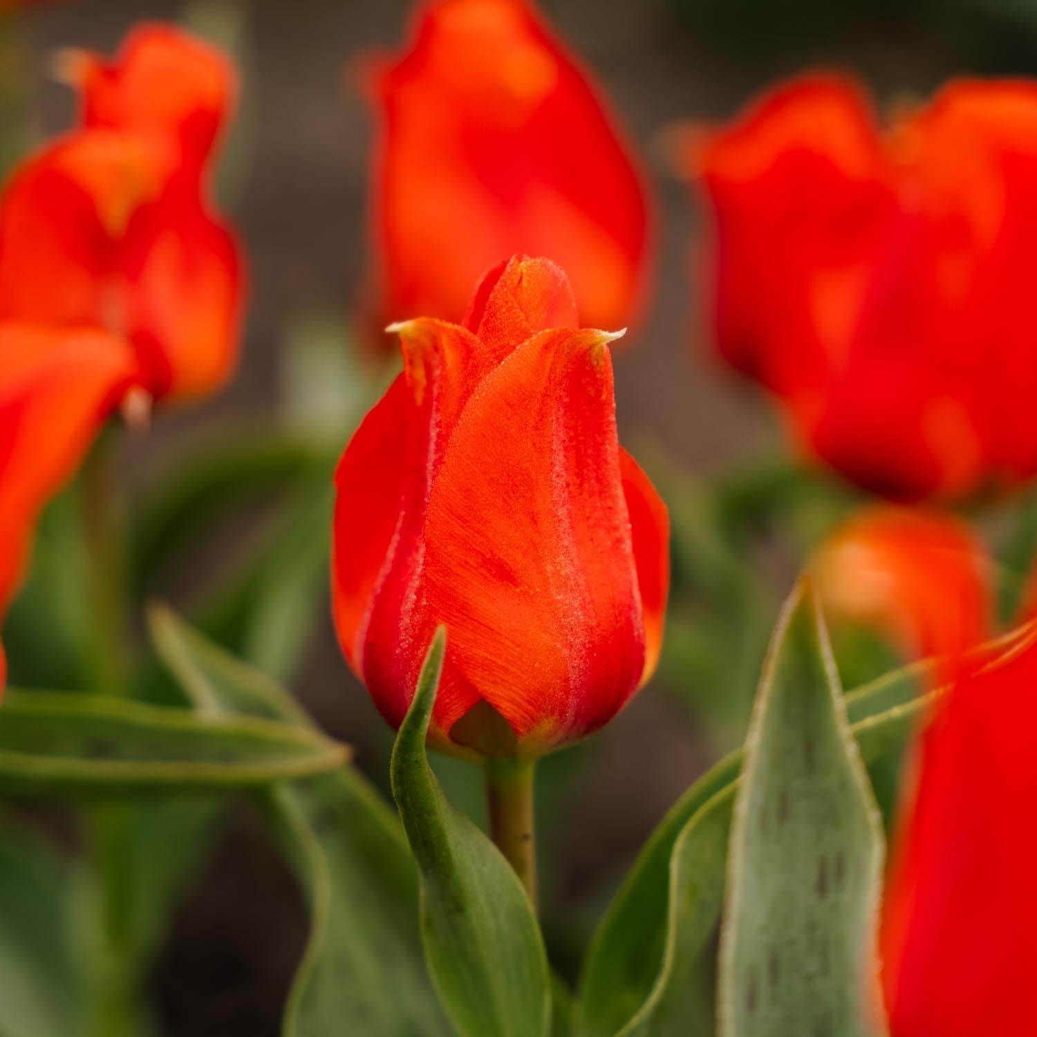 Tulppaani 'Mira Mare'