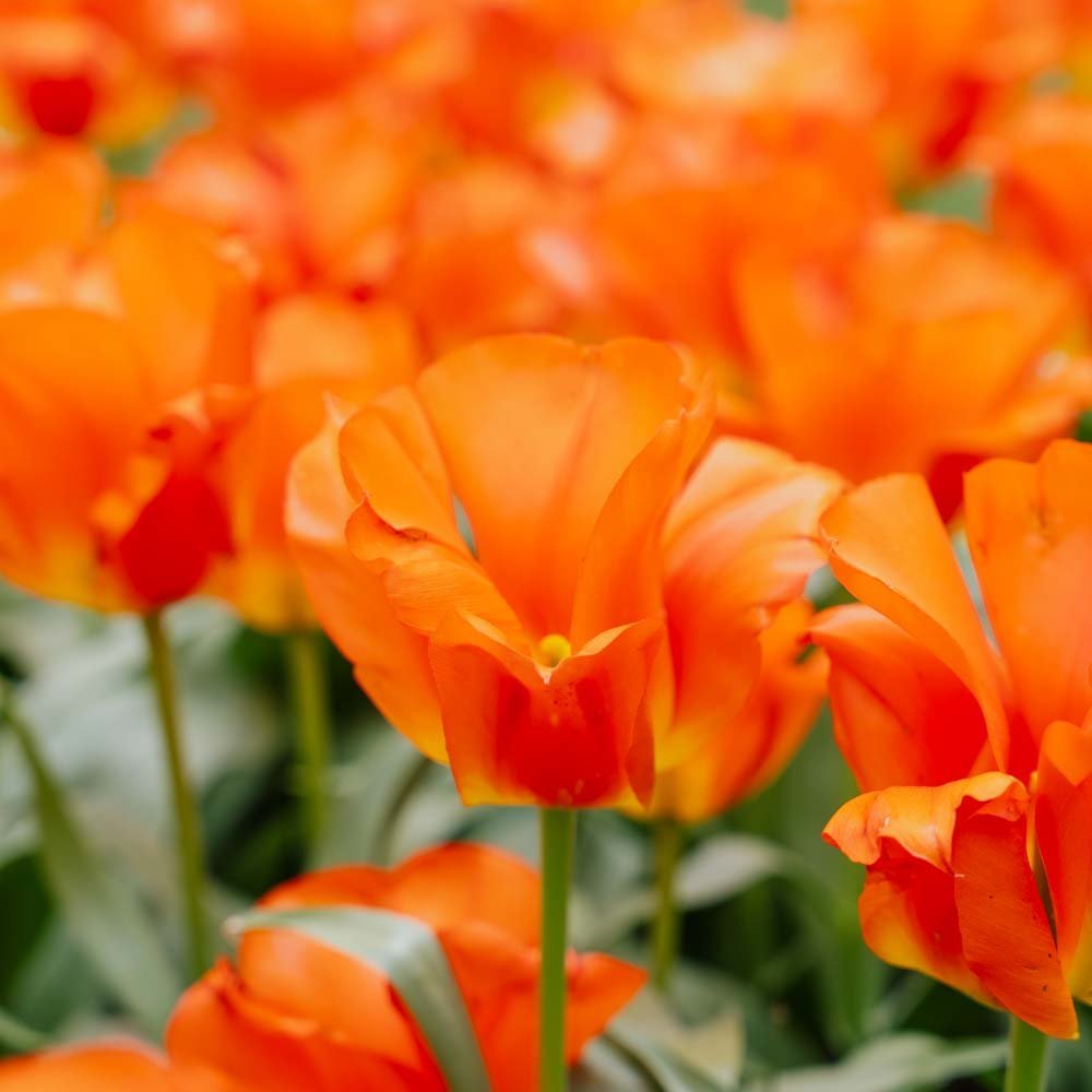 Tulppaani 'Mira Mare'