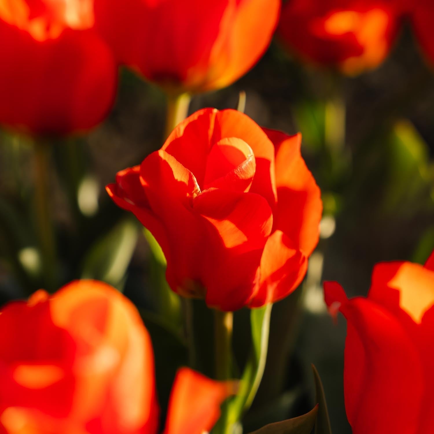 Tulppaani 'Mira Mare'