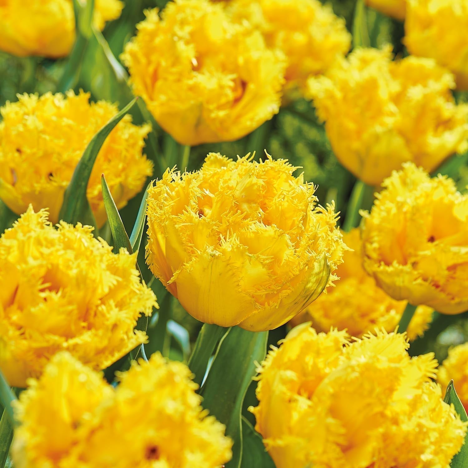 Tulppaani 'Mon Amour'