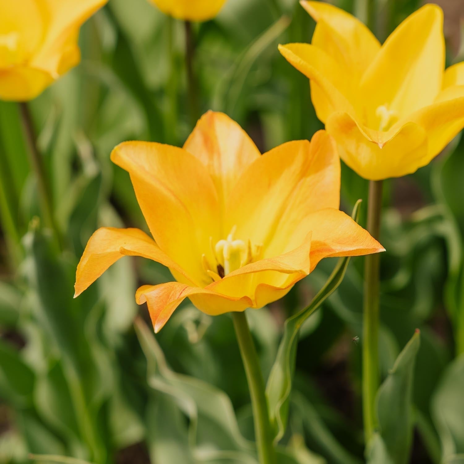 Tulppaani 'Moonblush'