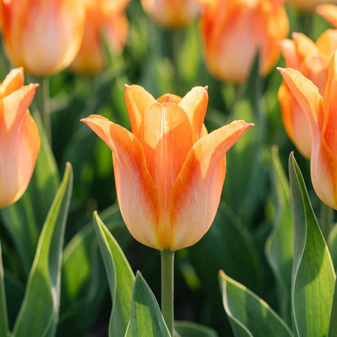 Tulppaani 'Moonblush'