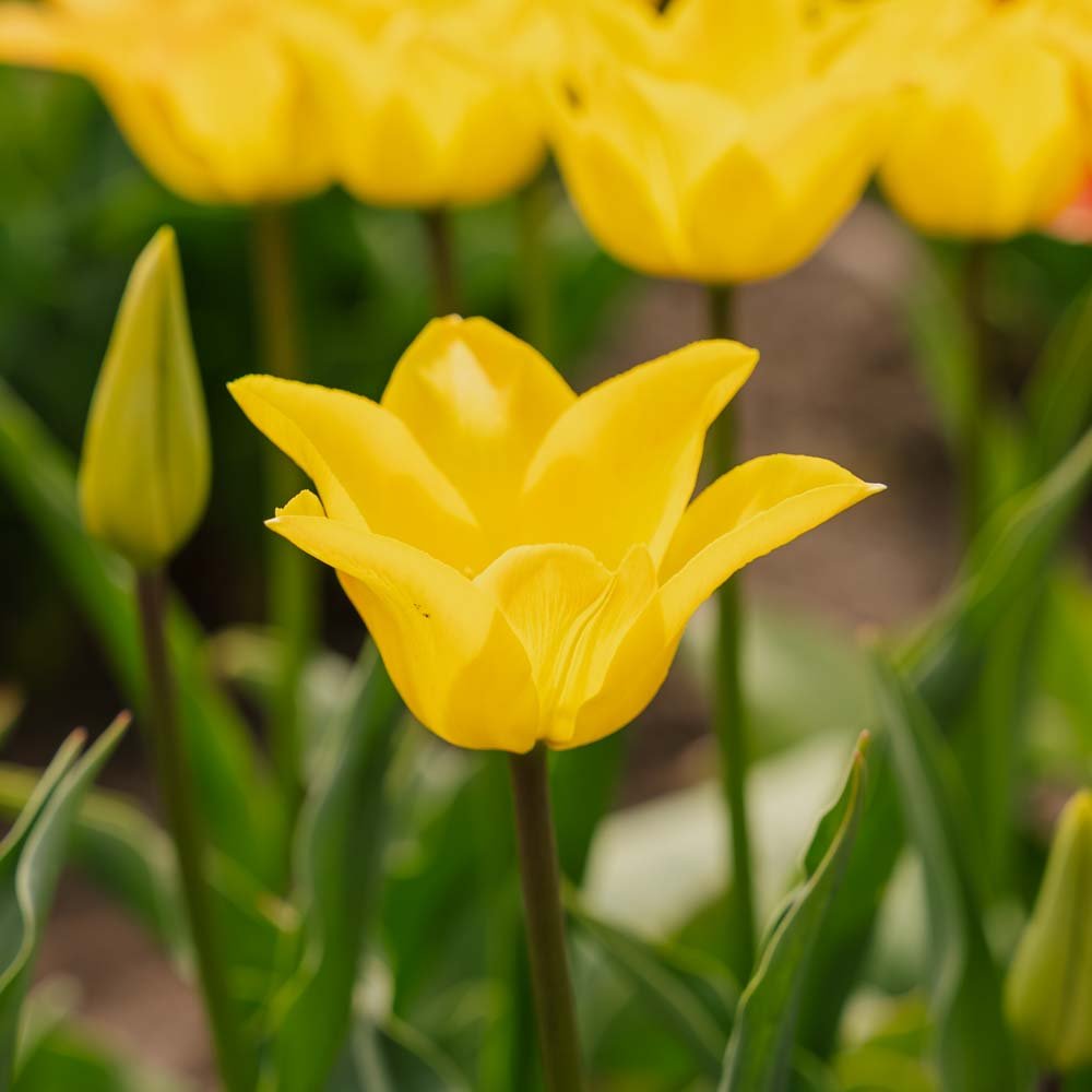 Tulppaani 'Moonblush'
