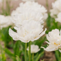 Tulppaani 'Mount Tacoma'
