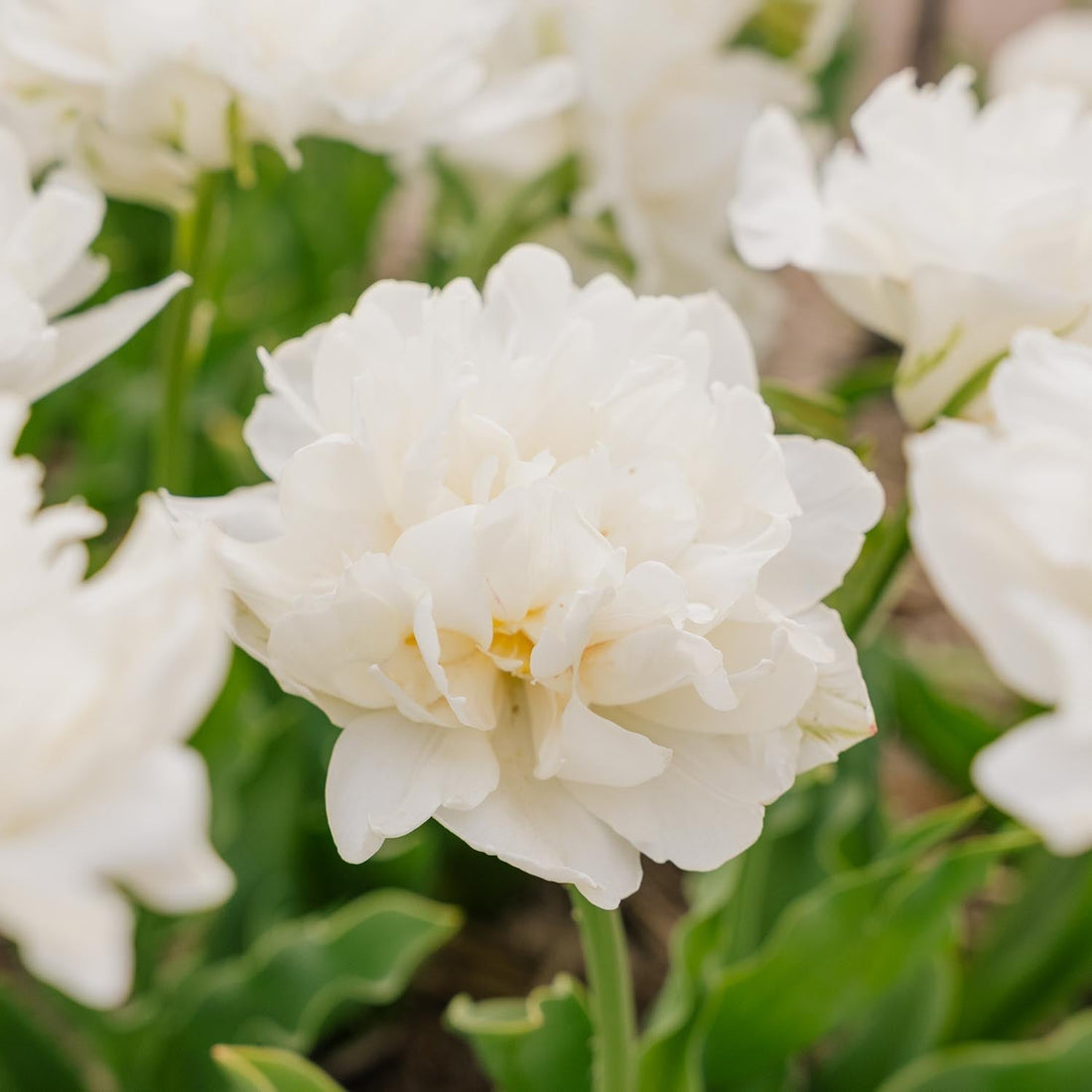 Tulppaani 'Mount Tacoma'