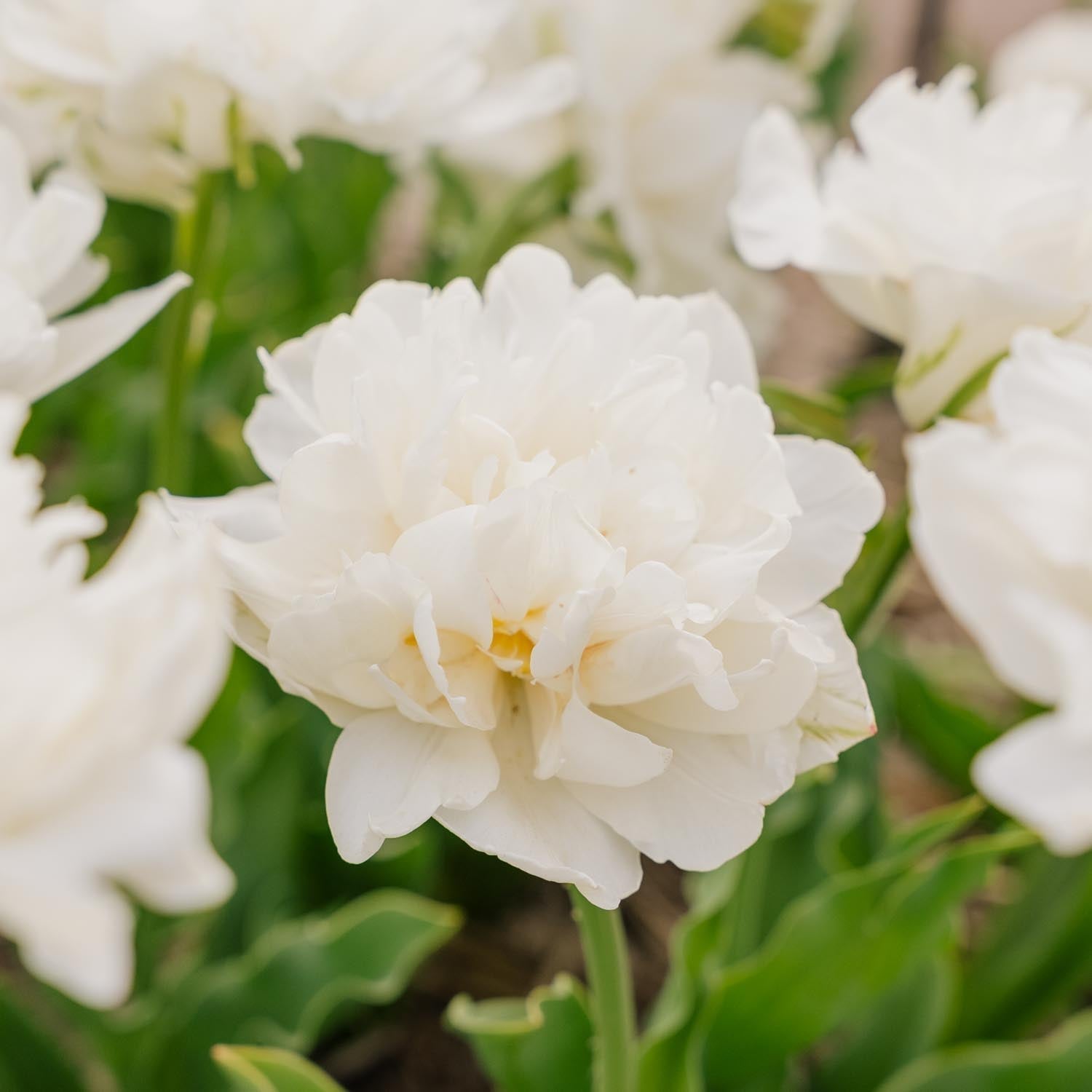 Tulppaani 'Mount Tacoma'