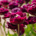 Tulppaani 'Mystery Dream'