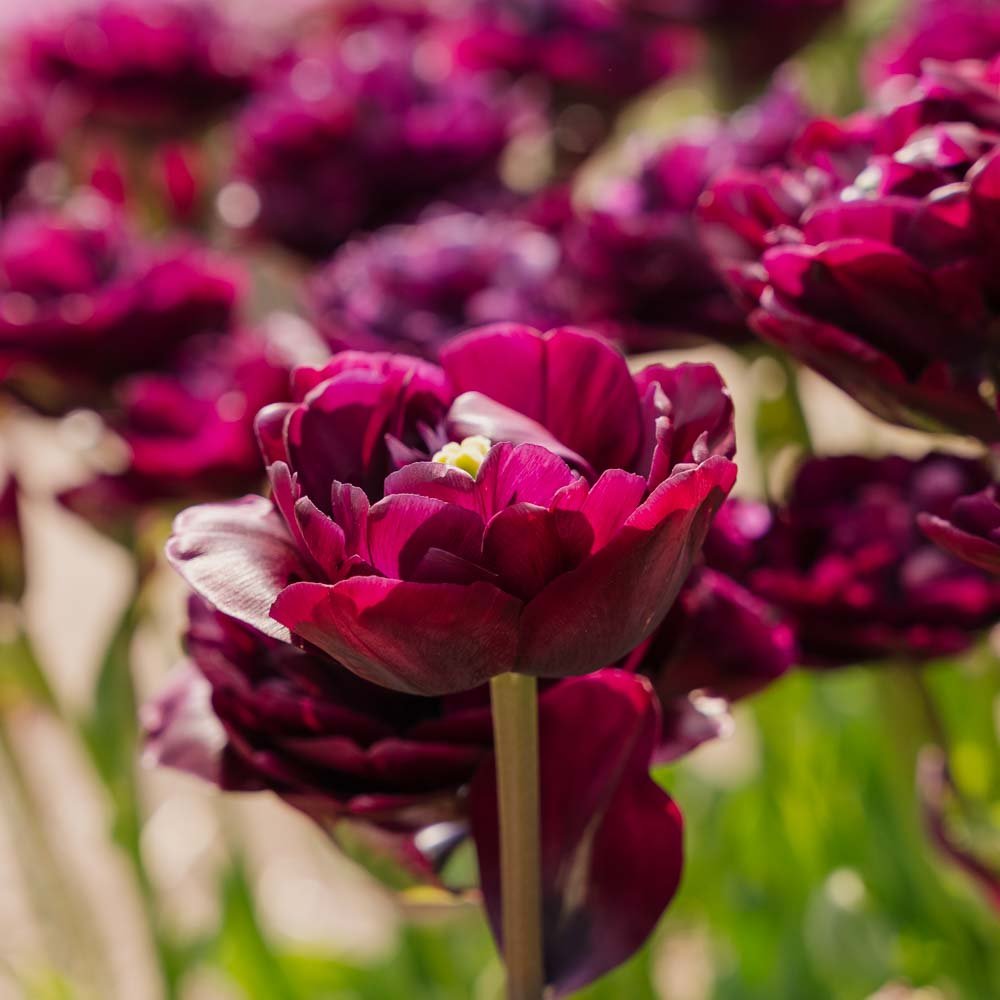 Tulppaani 'Mystery Dream'