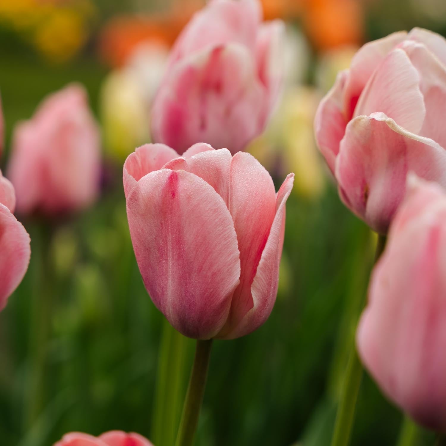 Tulppaani 'Mystic van Eijk'