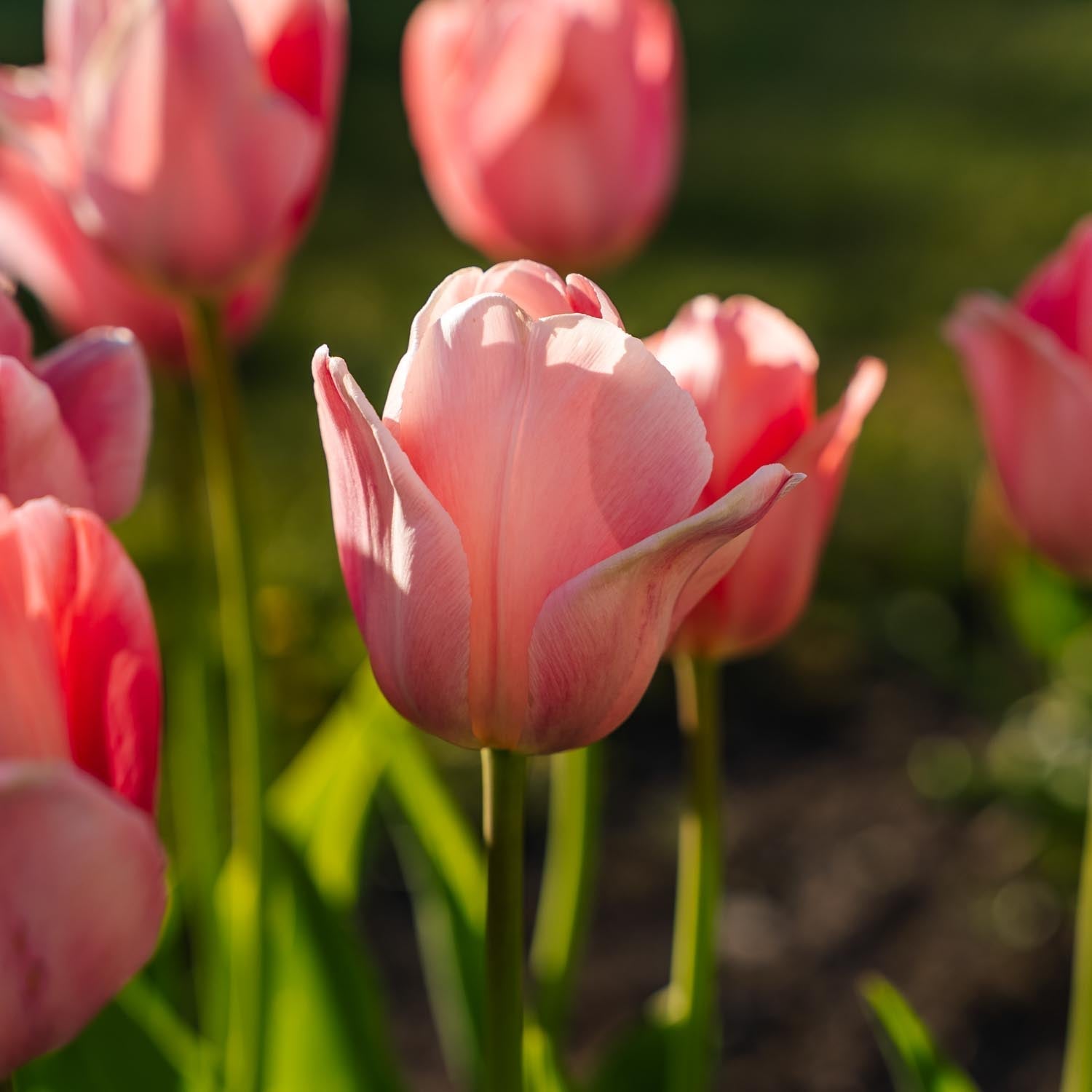 Tulppaani 'Mystic van Eijk'