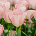 Tulppaani 'Mystic van Eijk'