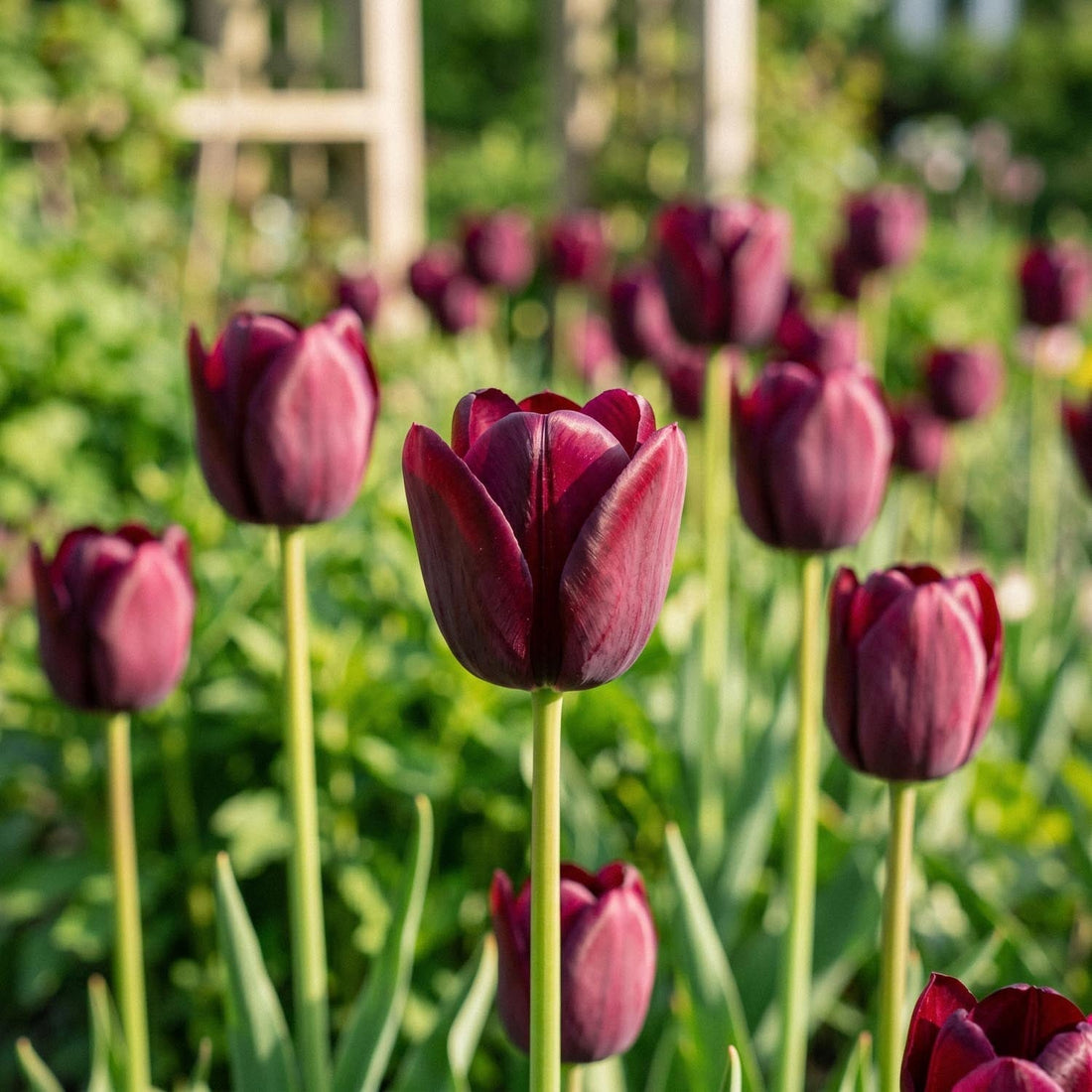 Tulppaani 'National Velvet'