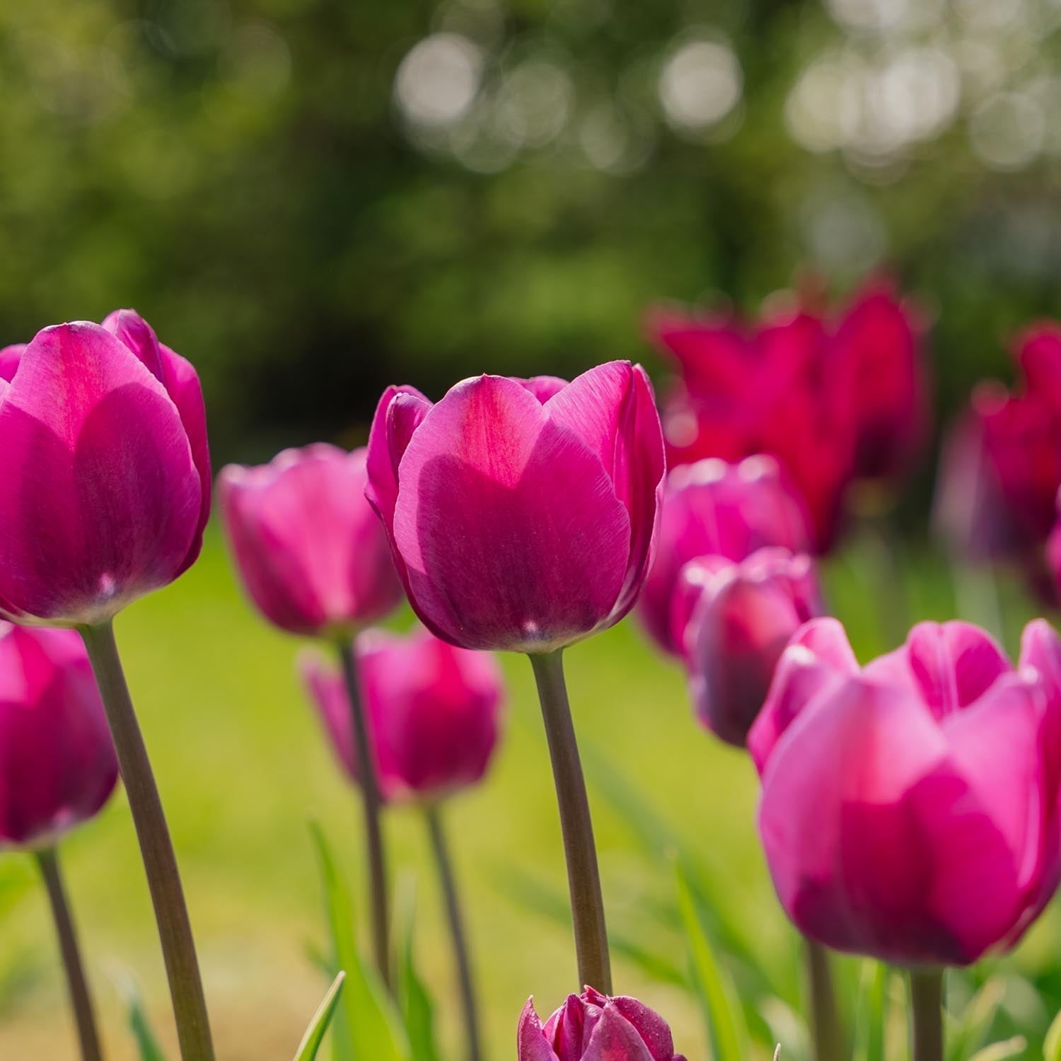 Tulppaani 'Negrita'
