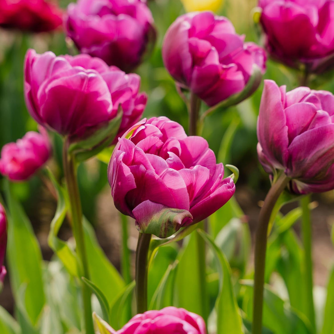 Tulppaani 'Negrita Double'