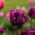 Tulppaani 'Negrita Double'