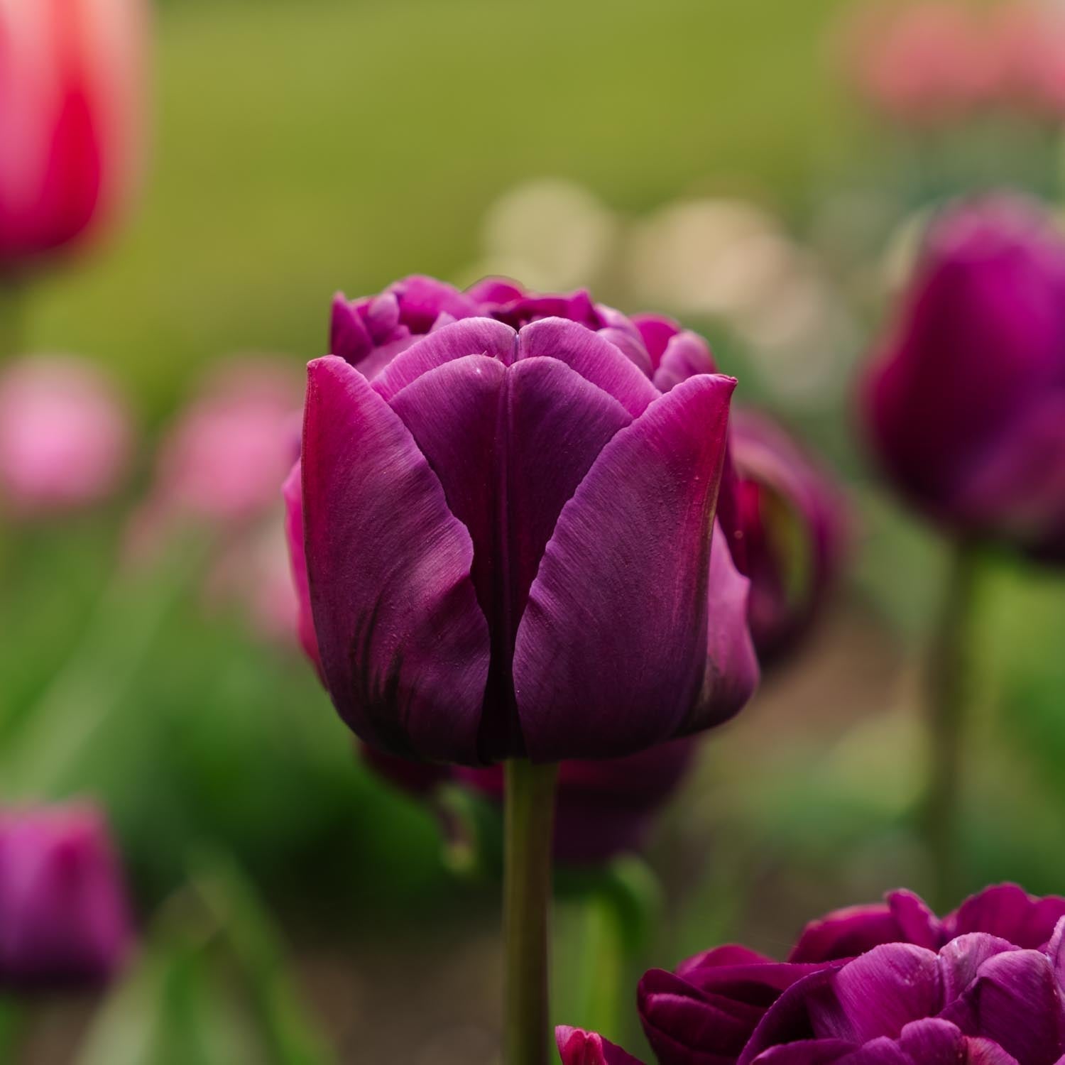 Tulppaani 'Negrita Double'