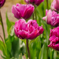 Tulppaani 'Negrita Double'
