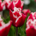 Tulppaani 'New Santa'