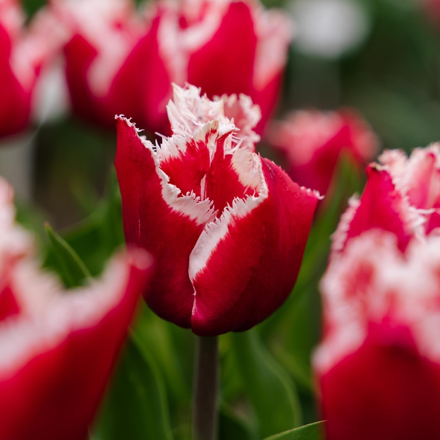 Tulppaani 'New Santa'