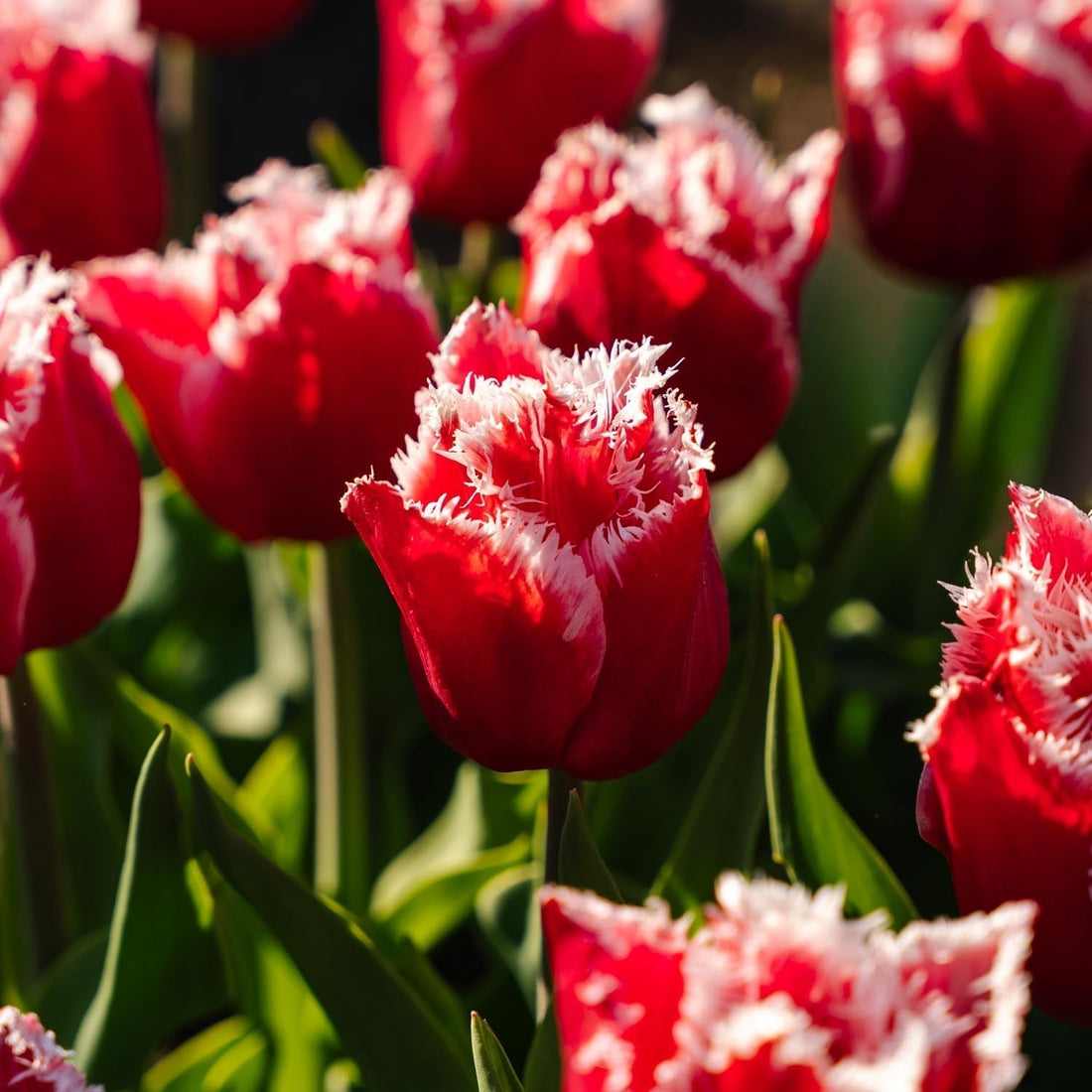 Tulppaani 'New Santa'