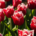 Tulppaani 'New Santa'